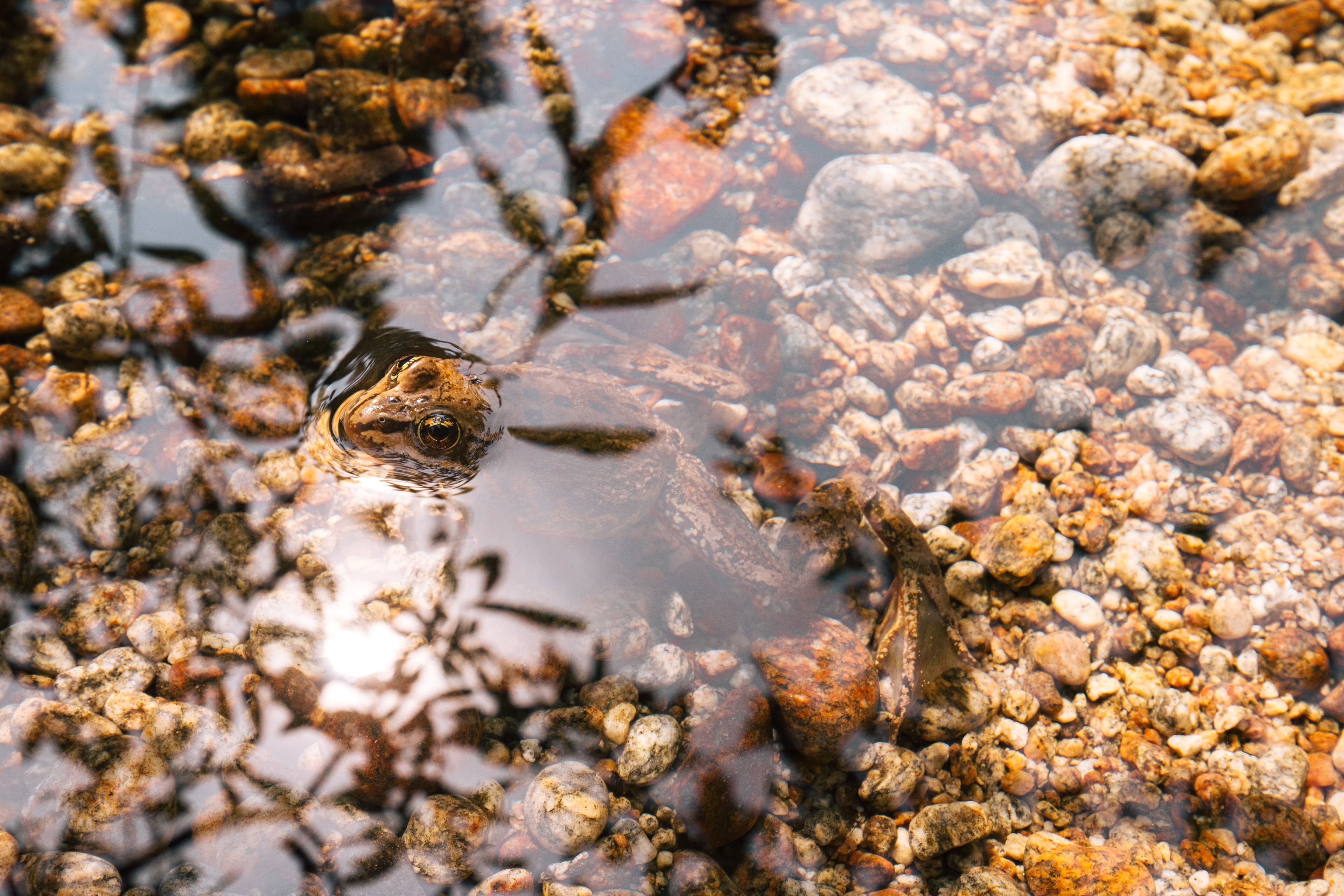 a frog pearking out of a clear river