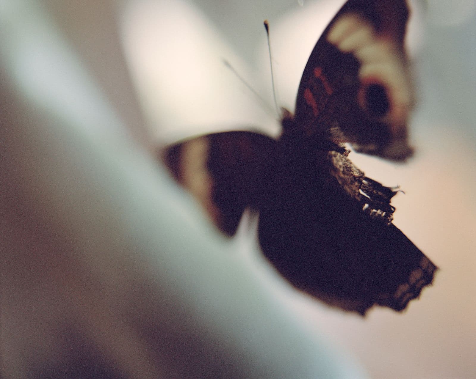 A large warbling water bubble is floating next to a round water bubble in the ocean, with a beam of light coming through from the back, casting a reflection on the large bubble.
