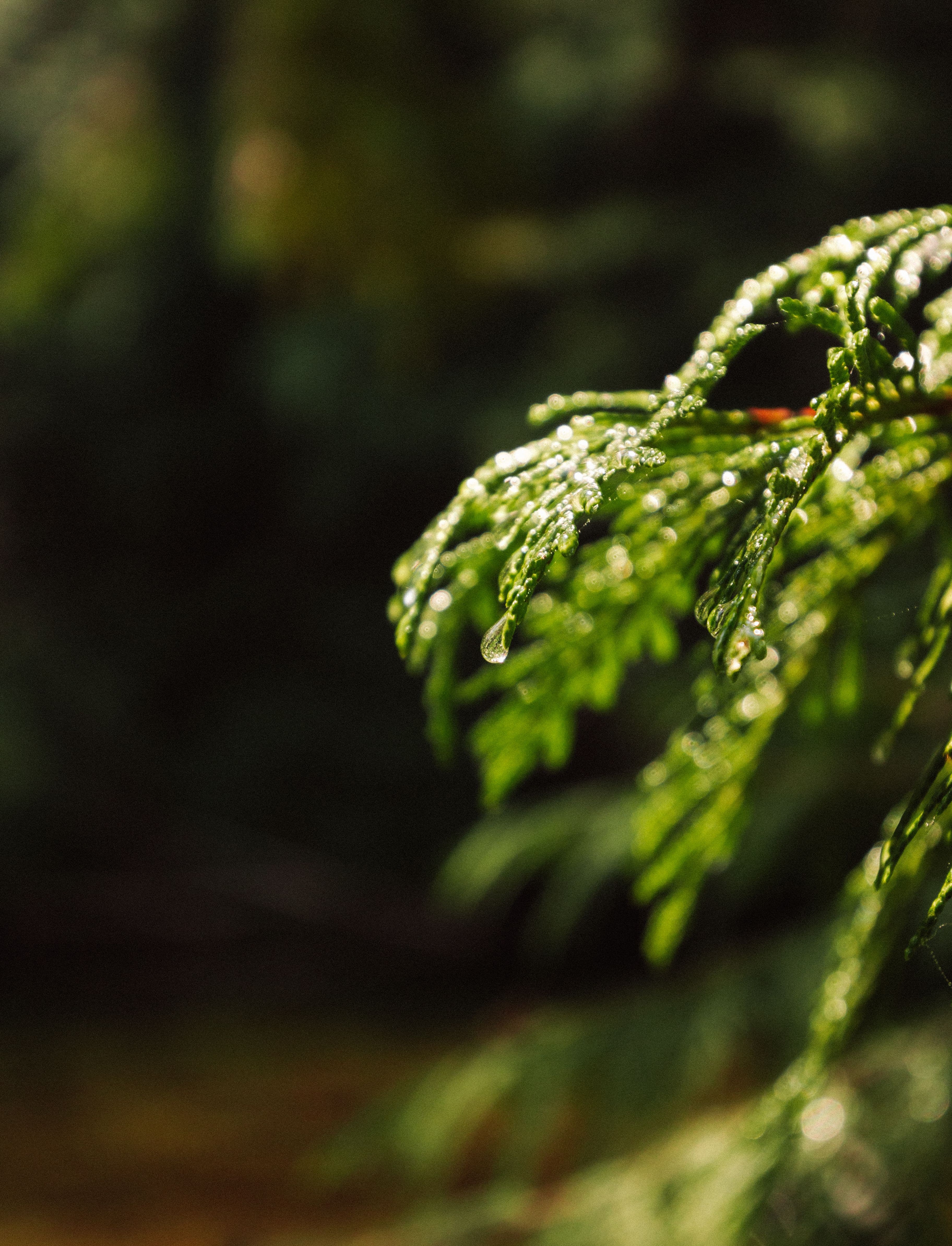 closeup of juniper jtree